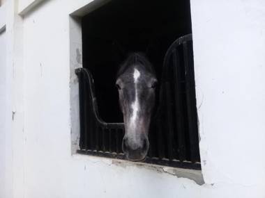 APM Equestrian Resort