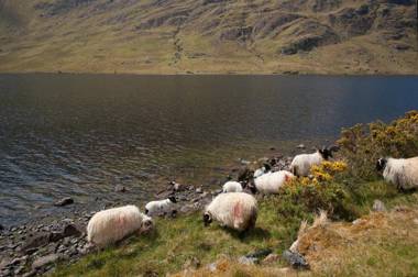 Cottage 194 - Leenane
