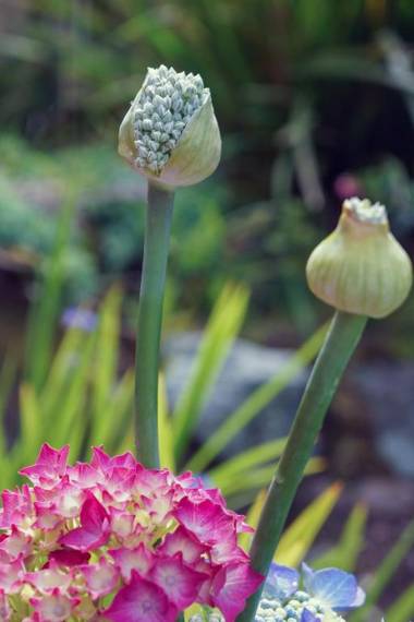 Ardagh Hotel & Restaurant