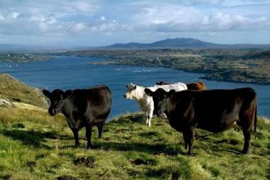 Apartment 263 - Clifden