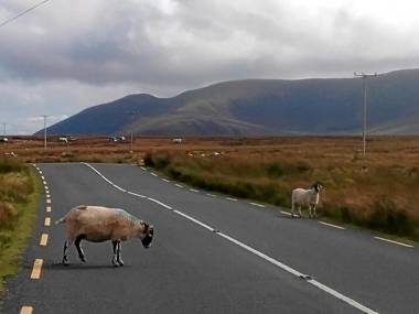 The Thatched Cottage B&B