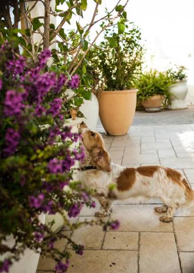 Old Jaffa House - Boutique Hotel