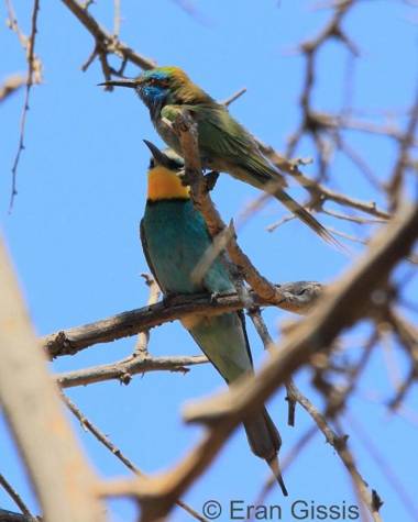 Jordan Valley Birding Lodge