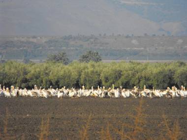 Jordan Valley Birding Lodge