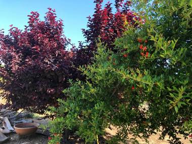 Felina place by Shuli