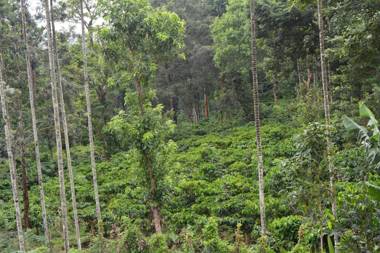 Stream Garden Mountain Resort