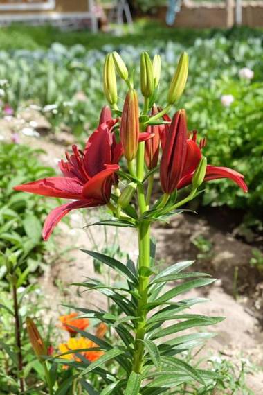 Sangto Green Guest House