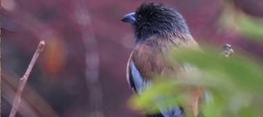 FOUR LEAF HOTEL SAPPHIRE BLUE VARANASI
