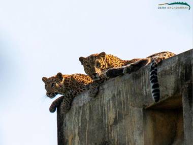 Dera Baghdarrah Nature Retreat Udaipur