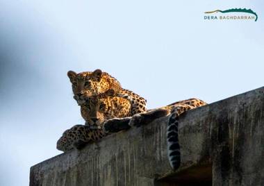 Dera Baghdarrah Nature Retreat Udaipur