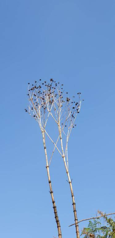 Ganga's Sri Balaji Cottage