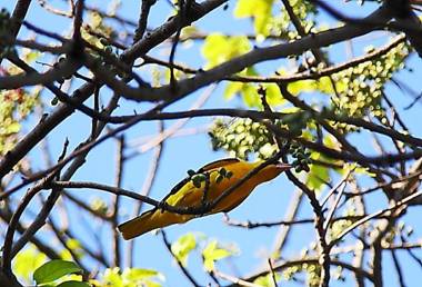 Rangamaalika Heritage Residency