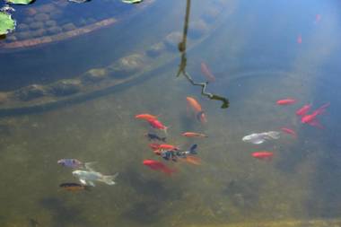 Shreegandha Homestay