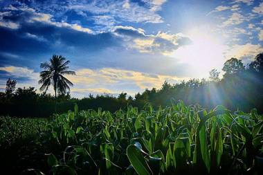 Coorg pecock feathers home stay