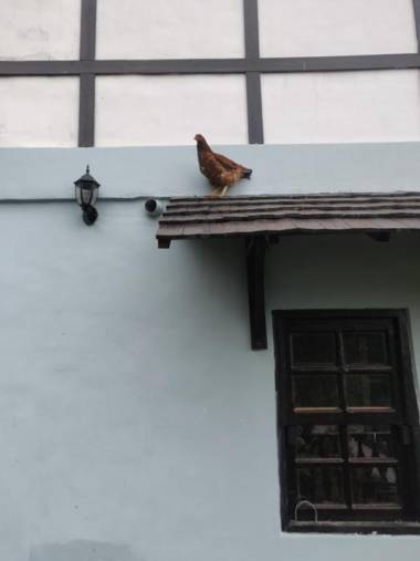 firdaus boutique homestay