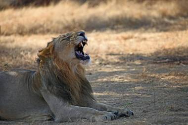 Club Mahindra Sasan Gir