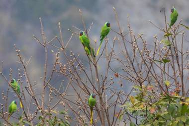 StayVista at Serendipity