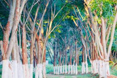 1000 SILVERS -Farmhouse Stay