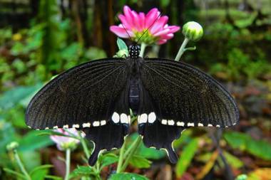 Amritara Hornbill Camp