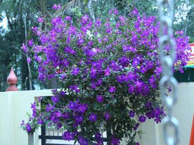 Mangalappillil Homestay