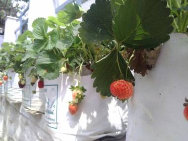 Snow White Holiday Homes