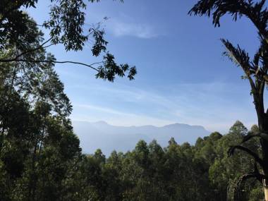 Golden Fern by platina