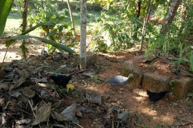 NIDHIVANA FARMS & RESORT bakrebail-salethoor rd Mangalore