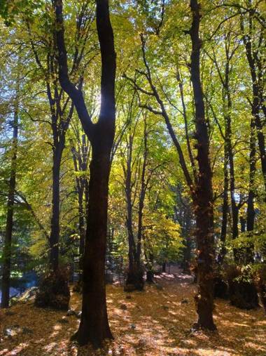 The Hosteller Manali