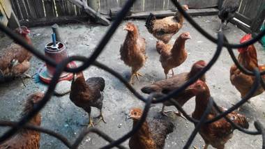 Vamoose Rajalim Homestay