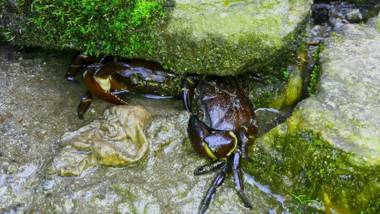 Vamoose Rajalim Homestay