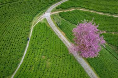 Eco Adventure Resorts The Temi Bungalow