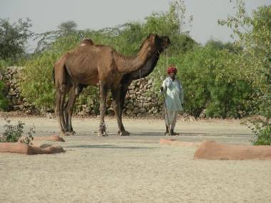 Bishnoi Village Camp and Resort