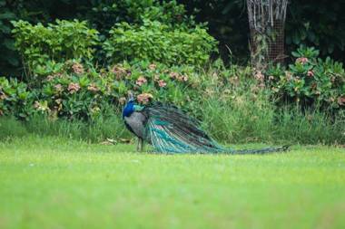 WelcomHeritage Bal Samand Lake Palace