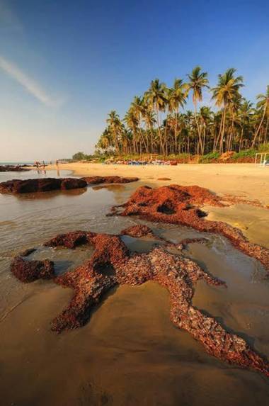 BSG Stay La Conceicao Turtle Beach Morjim Goa