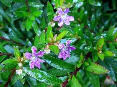 Nest in Garden Home Stay