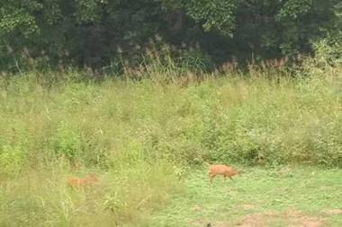 DooN Resort & Farmhouse stay