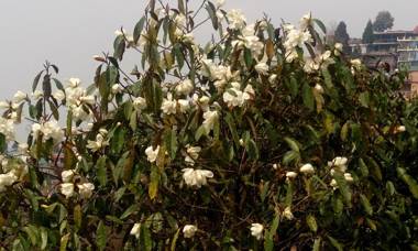 Sunakhari Homestay Darjeeling