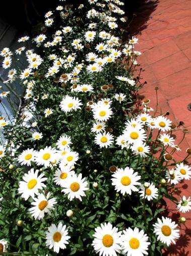 Colonial 4 B/R Home Great for Families Coonoor