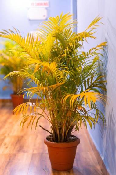 PINNACLE MIST  CALANGUTE BEACH ROAD