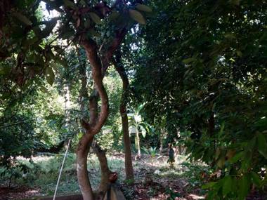 Back Packers Cochin Villa