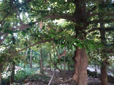 Back Packers Cochin Villa