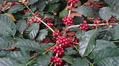 Bellichukki Homestay