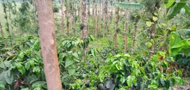 Malnad Flora Homestay