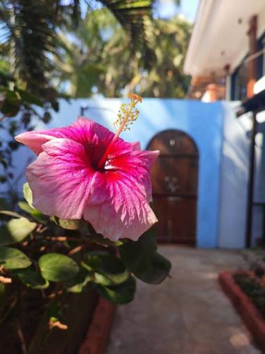 The Funky Monkey Hostel