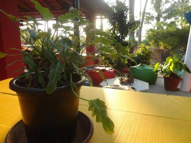 The Yuppi Hippi Premium Huts