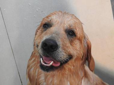 Alleppey Beach Garden