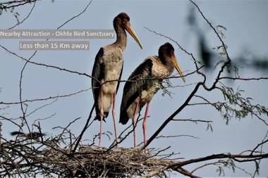 OYO 80993 Mango Tree