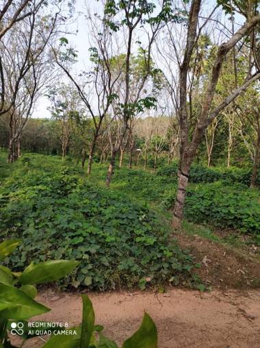 VANASIRI COTTAGE (Tourist Home)