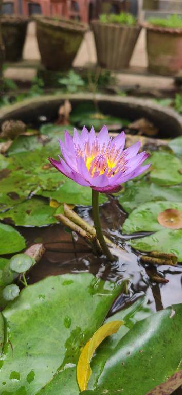 Sakleshpur Home Stays