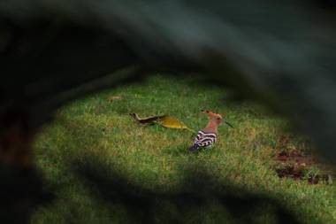 SaffronStays Mega Farms